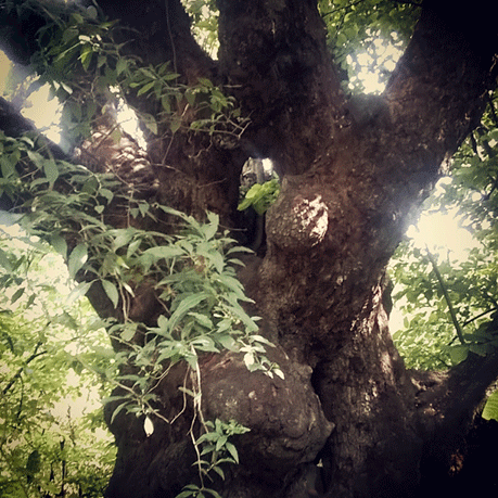 ARBOL-SACRE