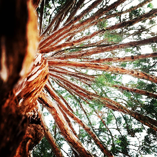 woman-forest-roue-medecine